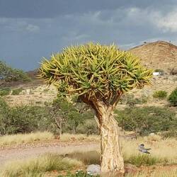 ein schöner, seltener Köcherbaum
