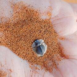 Fliegende Untertasse-Grabenkäfer