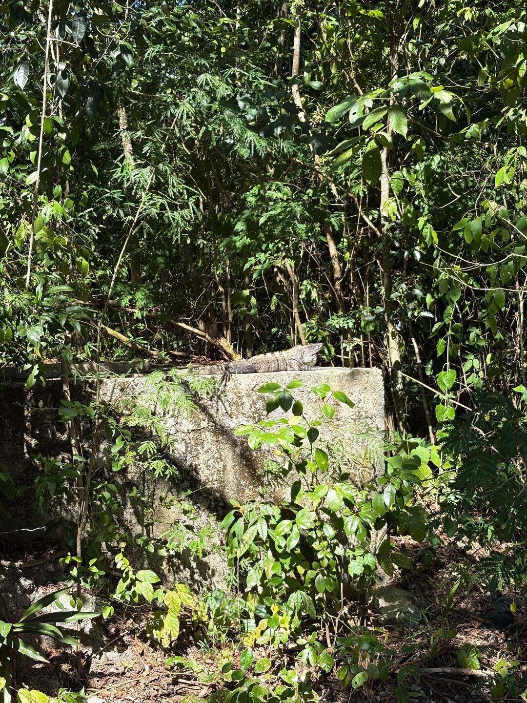 Iguana in Dos ojos cenote