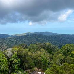 Und gleich beginnt der Urwald