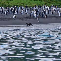 King Penguins Fur Seal
