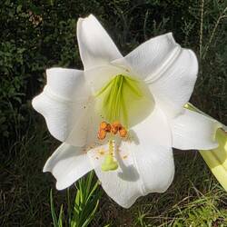 Wild lillies were growing along the route