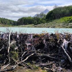 Eine riesige Biberburg