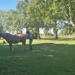 A Horse Whispering Demonstration