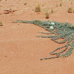 Desert squash, oder wilde Wassermelone