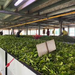 Besuch einer Teefabrik