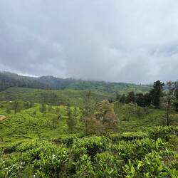 Tee soweit das Auge reicht