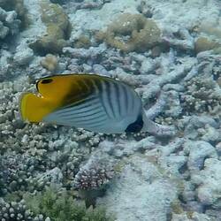 Fähnchenfalterfisch