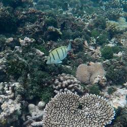 Sträflingsdoktorfisch