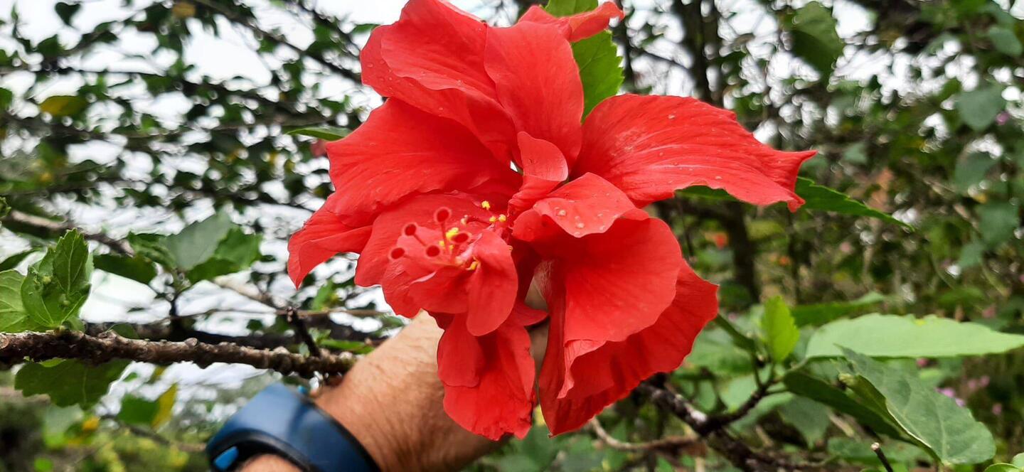 Les hibiscus ici ce sont des arbres
