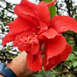 Les hibiscus ici ce sont des arbres
