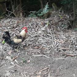 Il y a des coqs et des poules partout qui se baladent