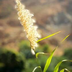 Afrikanisches Lampenputzergras
