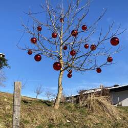 Weihnachtsbaum mal anders