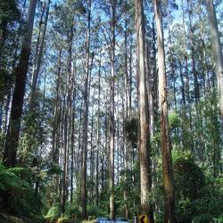 Eucalyptus regnans (Mountain Ash)-Bäume
