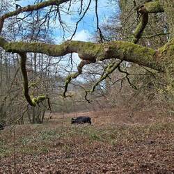 Das sind tatsächlich Wasserbüffel.