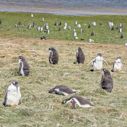 These are Gentoo penguin chicks