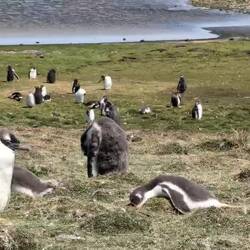 They just wait around all day for their parents to return from the ocean with food