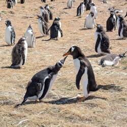 On the right is an adult Gentoo