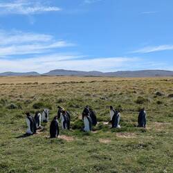 These are King penguins. Their chicks are still hiding underneath them.