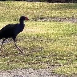 Die Purpurhühner, mit ihren lustigen Kapriolen