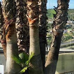 Palmennachwuchs, gut beschützt von den Großen