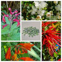 Wildblumen auf Chiloé