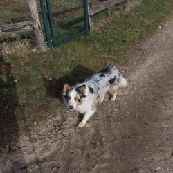 Mon compagnon pour environ un kilomètre