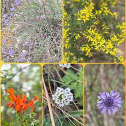 🙋‍♂️🐕‍🦺🙋‍♀️