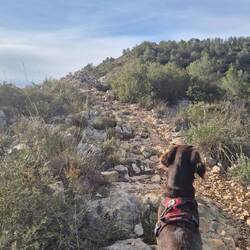 Der Hund immer vorne, als ob er den Weg kennt 😉. Wann sind wir oben?