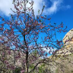Mandelblüte im Barranco.