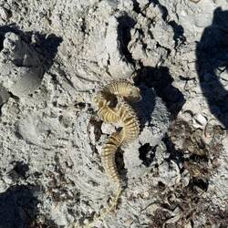 Baby Muscheln sind dort drinnen gewesen