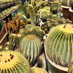 Kaktusfarm