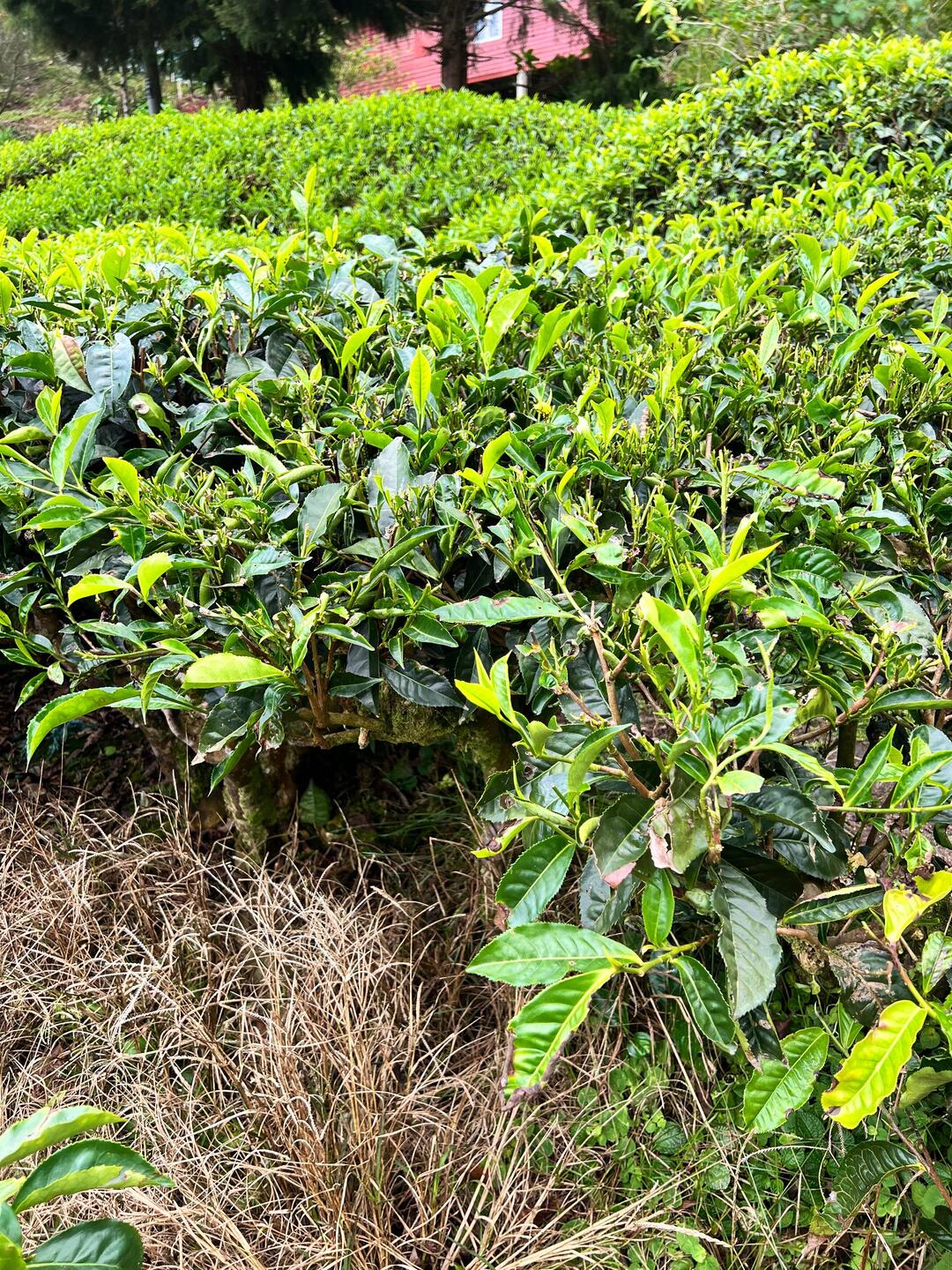 Darjeeling Teeplanzen