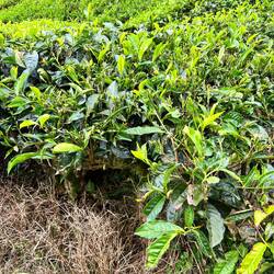 Darjeeling Teeplanzen