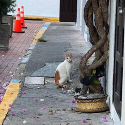 Saw this kitty while watching for the breakfast delivery