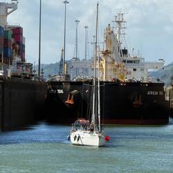 The Frenchmen and the African Teal
