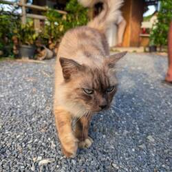 Koh-Lanta 🏝️☀️-Miau 🐈