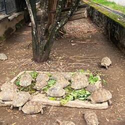 Ein paar Schildkröten 🐢🥰