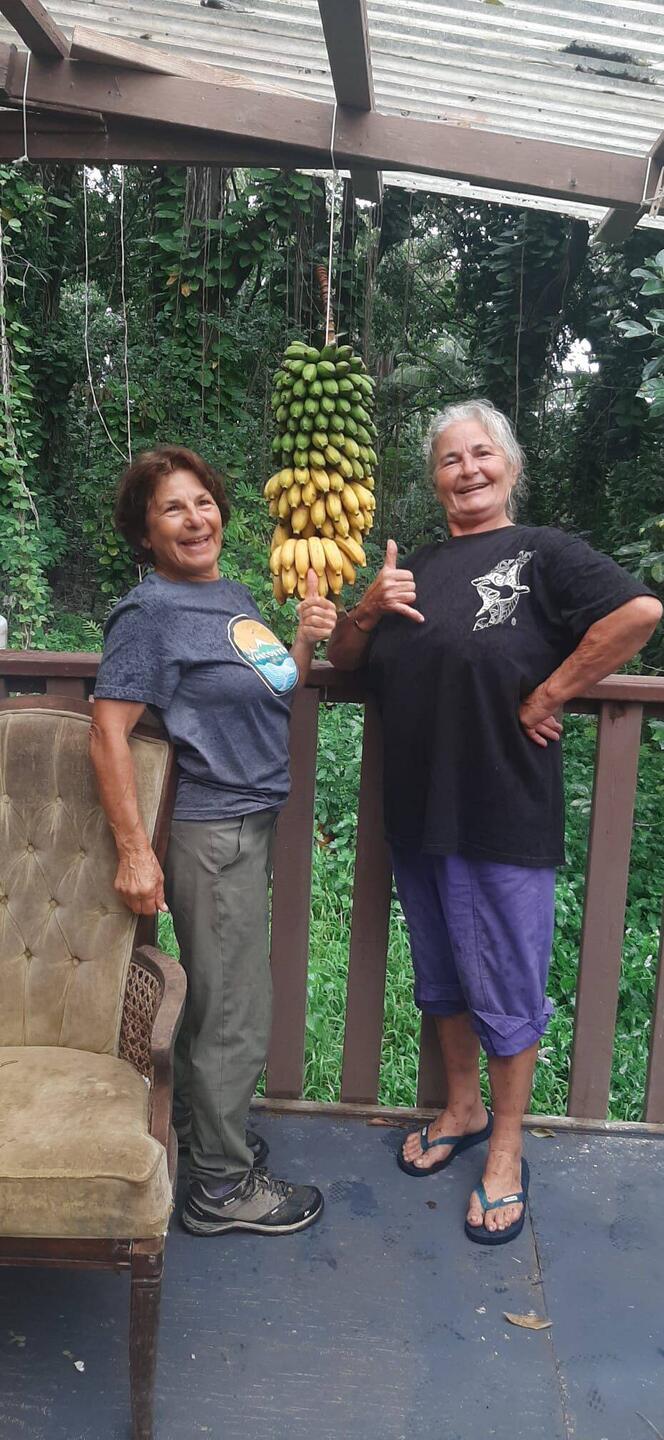 On a cueilli notre régime de bananes
