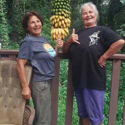 On a cueilli notre régime de bananes