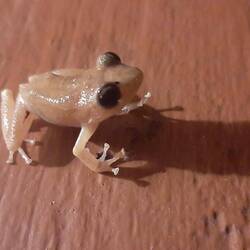 La grenouille coqui qui berce nos nuits