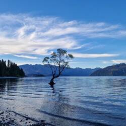 Dieser kleine Baum im Wasser ist mit die größte Sehenswürdigkeit in Wanaka. 😂