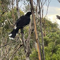Currawong