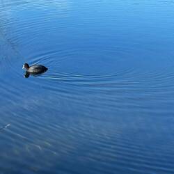 Peaceful moments 🐦