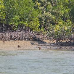 Affen bei der Ausfahrt