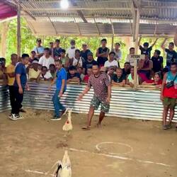 Traditioneller Hahnenkampf 🐓🥷🏻