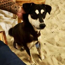 Unsere tierische Bekanntschaft 🐕 🥰