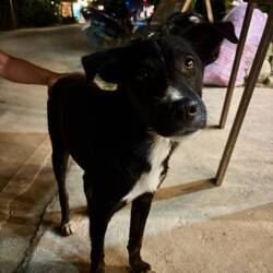 Unsere tierische Bekanntschaft 🐕 🥰