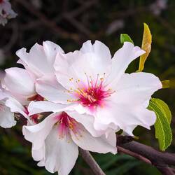 Na da isse: Mandelblüte.